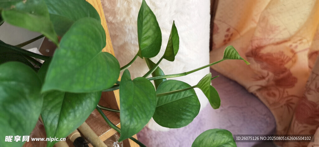 翠绿生机植物特写