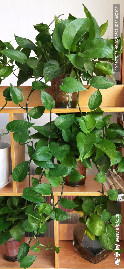 多层绿植架上的繁茂植物