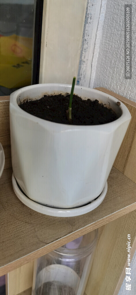 白色花盆中的绿植土壤