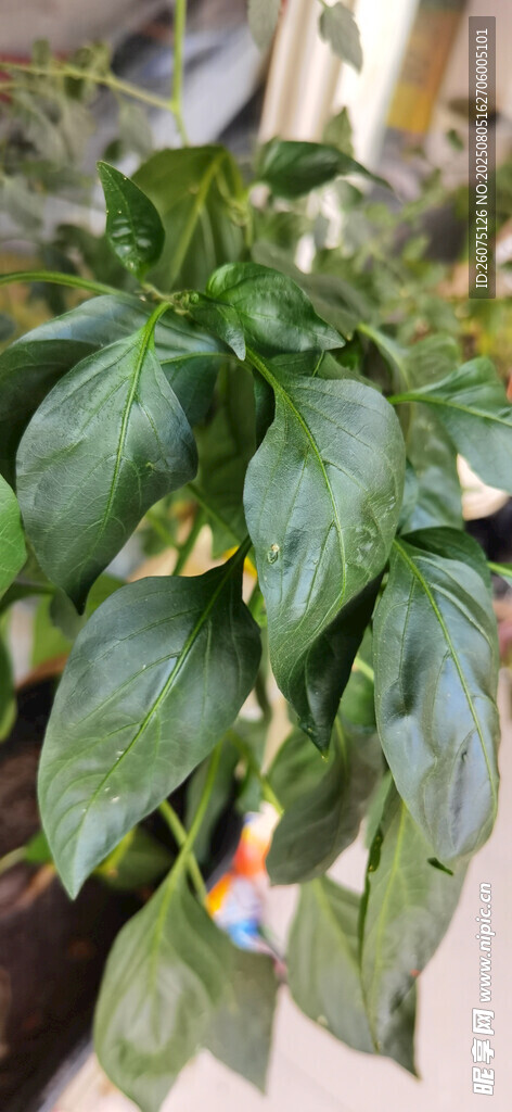 翠绿繁茂的盆栽辣椒植株