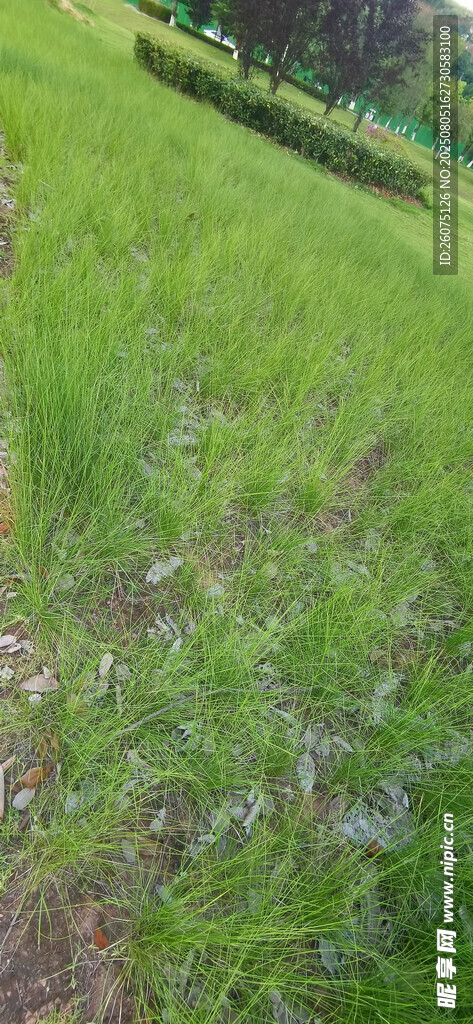 翠绿草地与零星植物