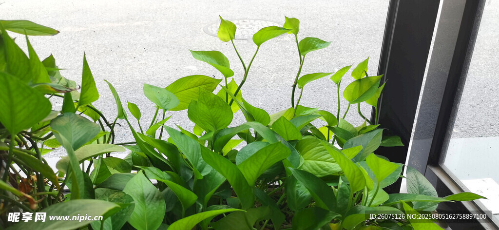 窗边绿植生机盎然