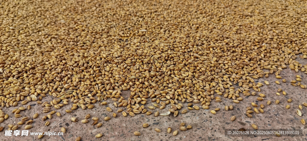 金黄麦粒铺地