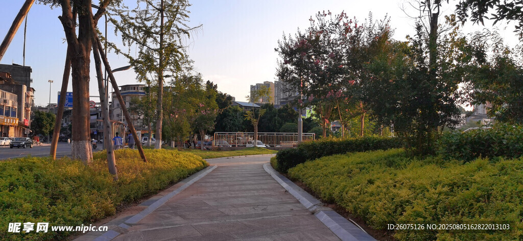 城市林荫小道景观