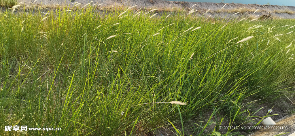 野外茂盛的绿色草地