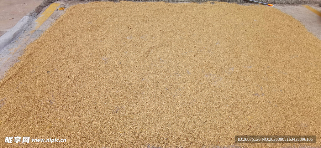 户外水泥地上晾晒的麦子