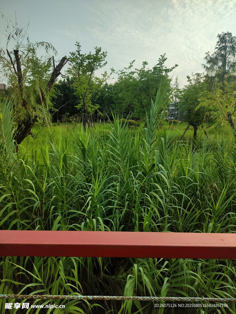 户外绿植景观
