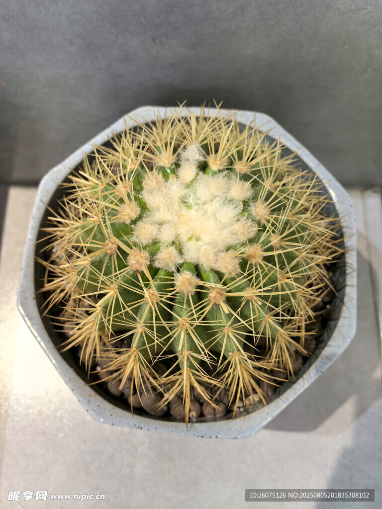 盆栽仙人球特写