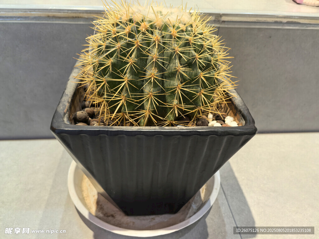 黑色花盆中的球形仙人掌