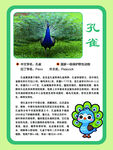 孔雀的简介