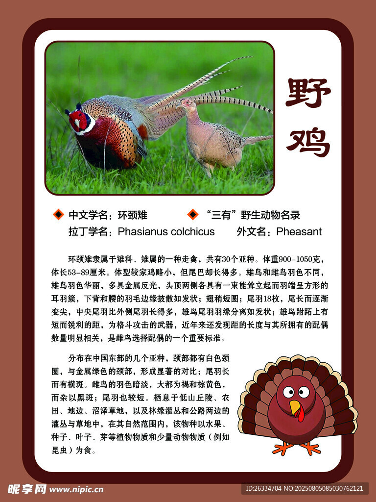 野鸡的简介