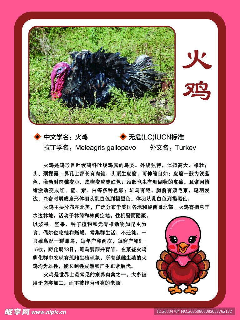 火鸡的简介
