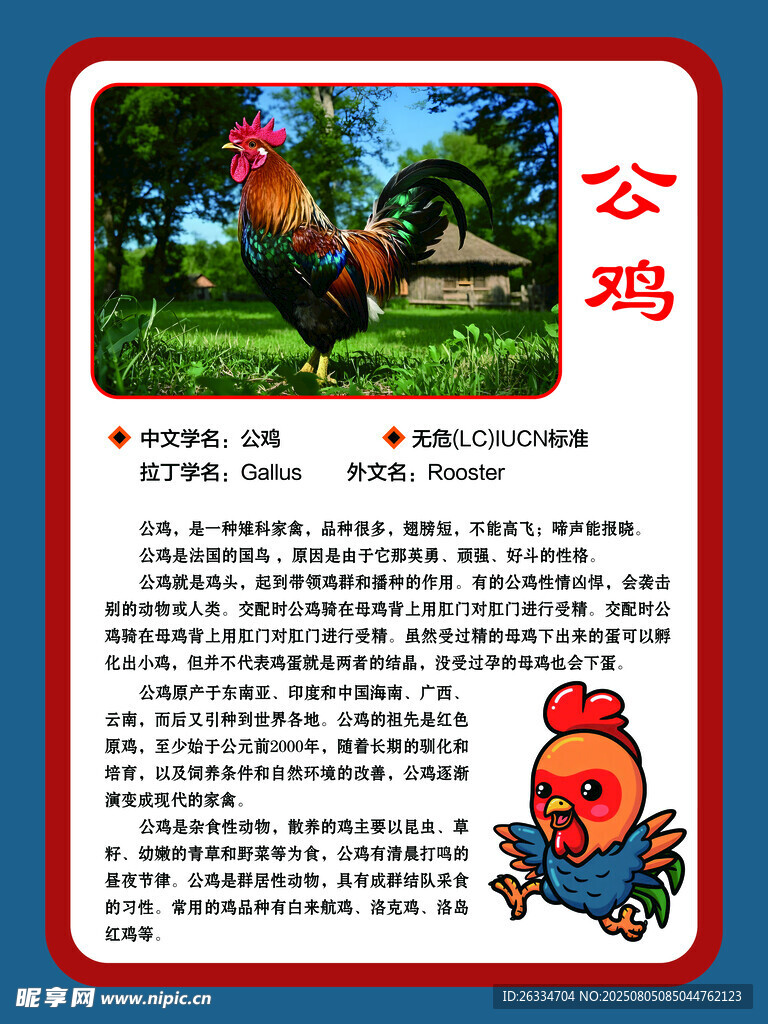 公鸡的简介