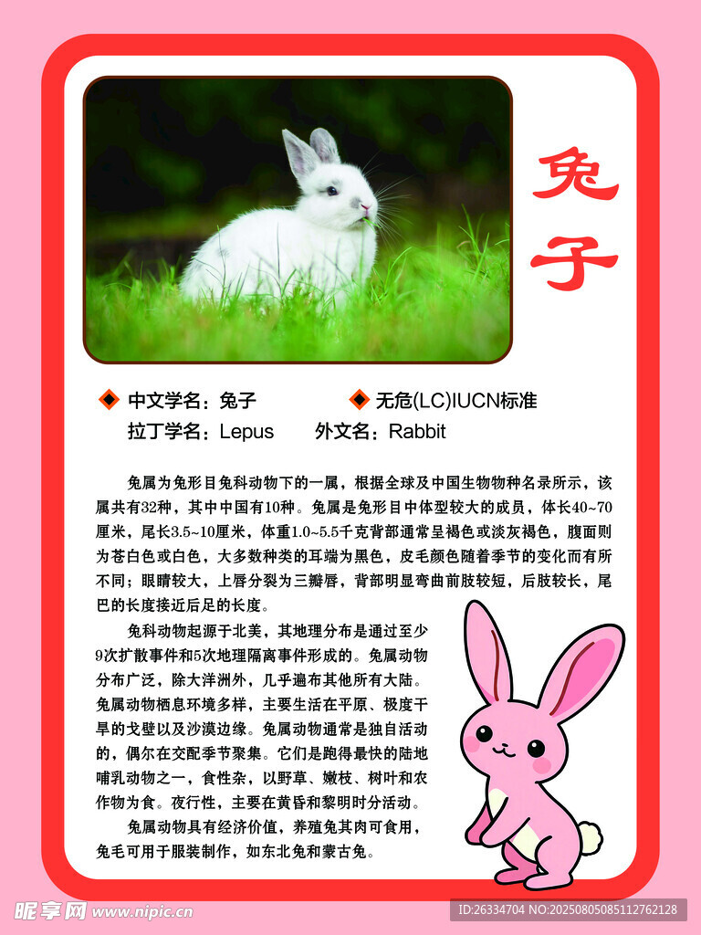兔子简介