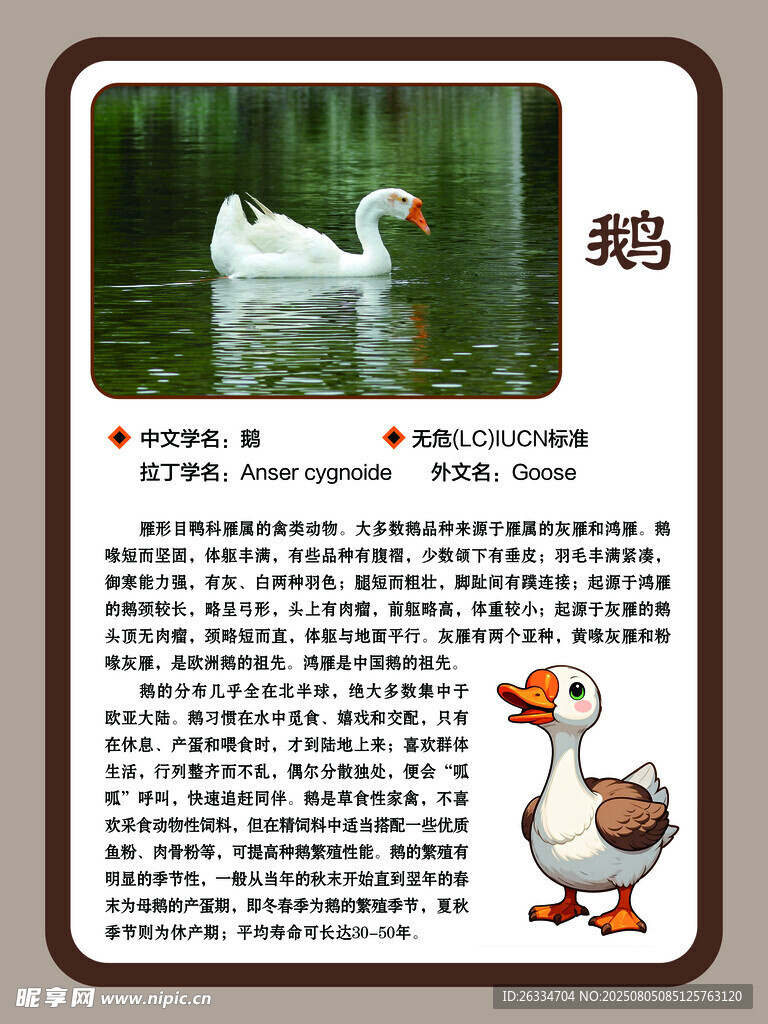 鹅的简介
