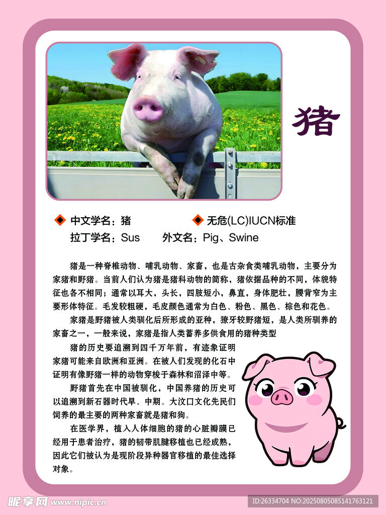 猪的简介