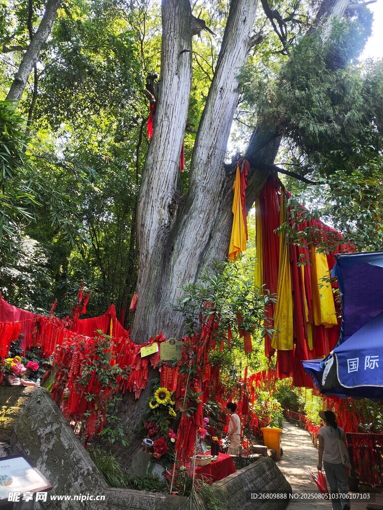 灵泉寺三姊妹柏