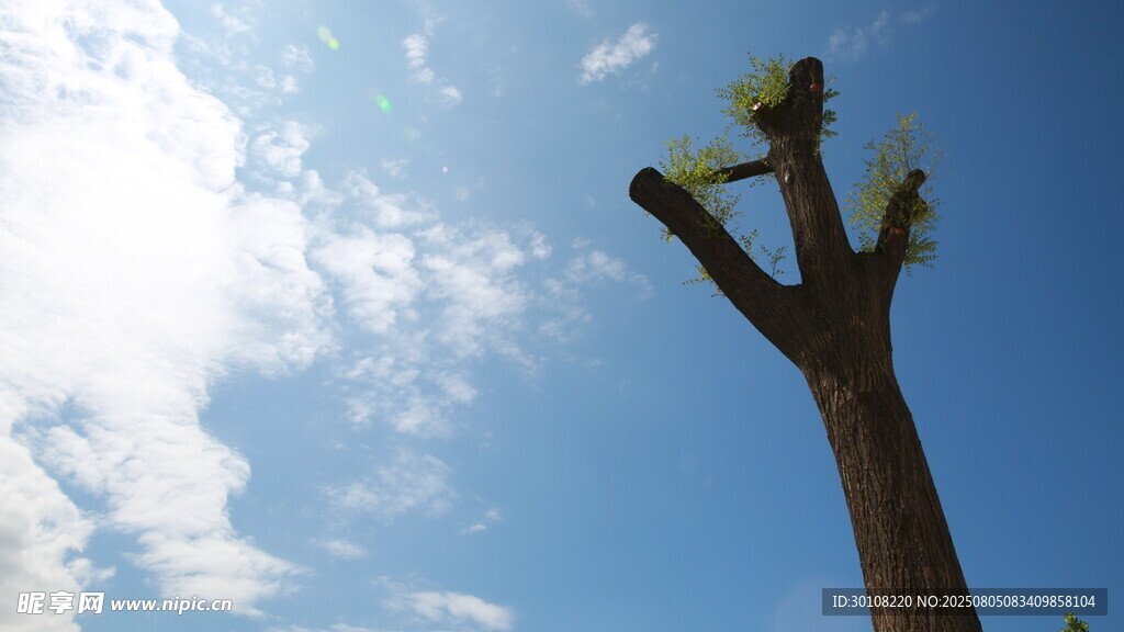 树枝和天空