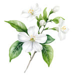 手绘茉莉花