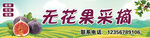 无花果采摘