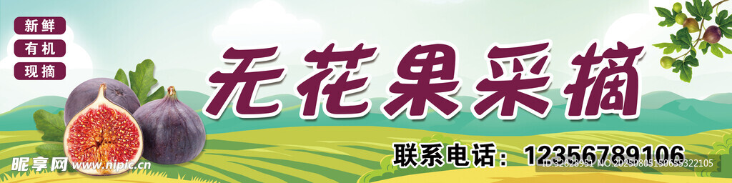 无花果采摘