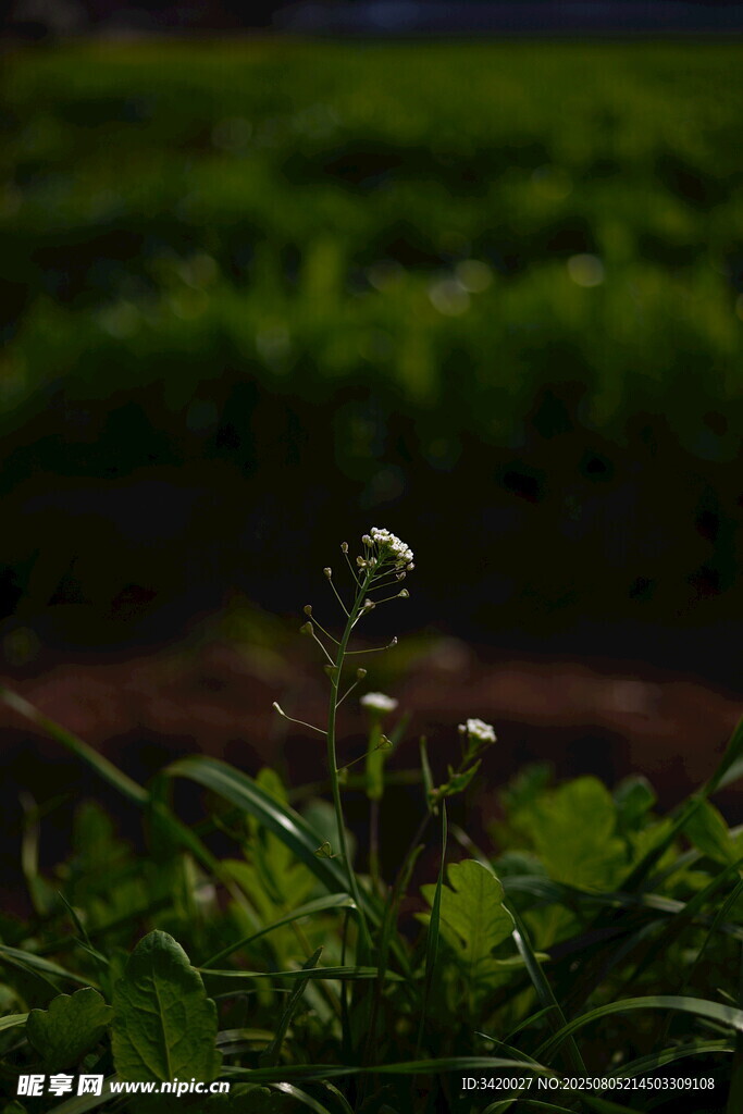 荠
