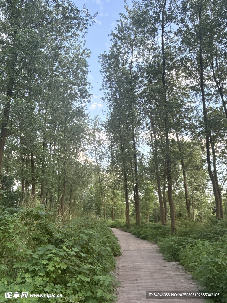 林间小径