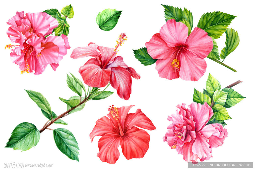 手绘扶桑花花卉素材图