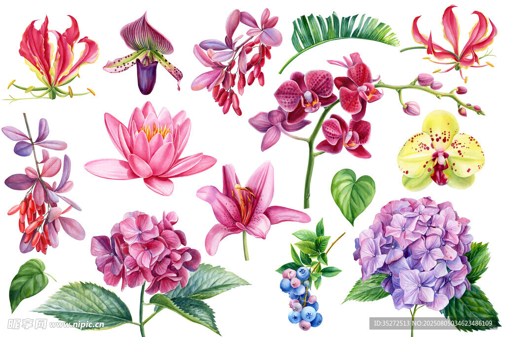 水彩花卉图案集合