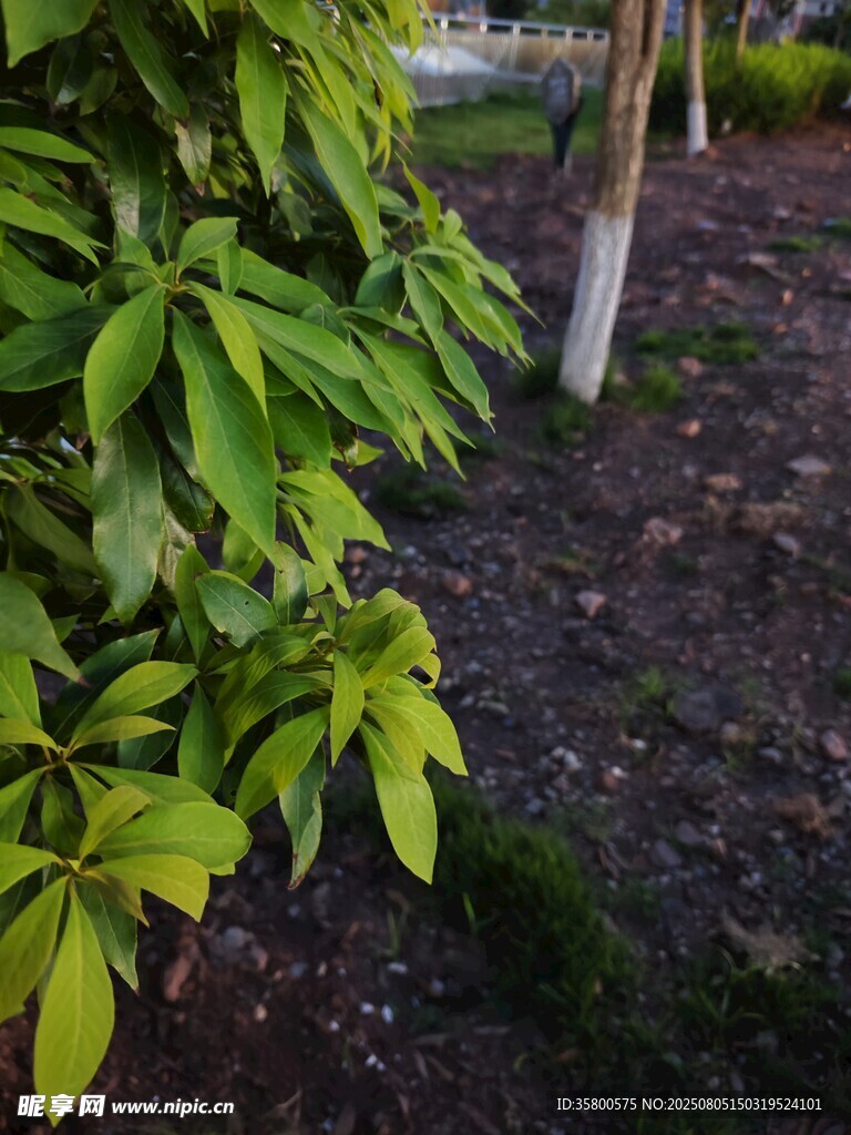 绿叶繁茂的植物景观