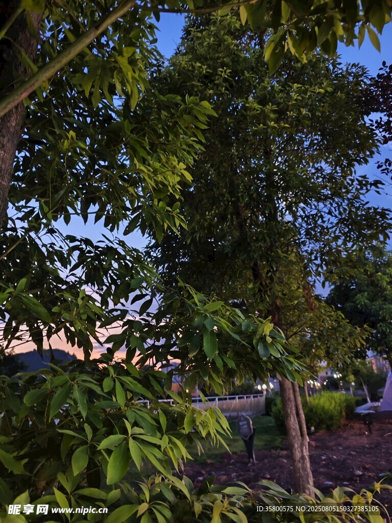 黄昏下的繁茂绿植景观