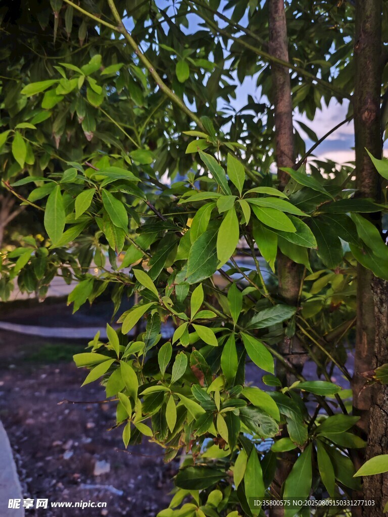 绿叶繁茂的树木景观
