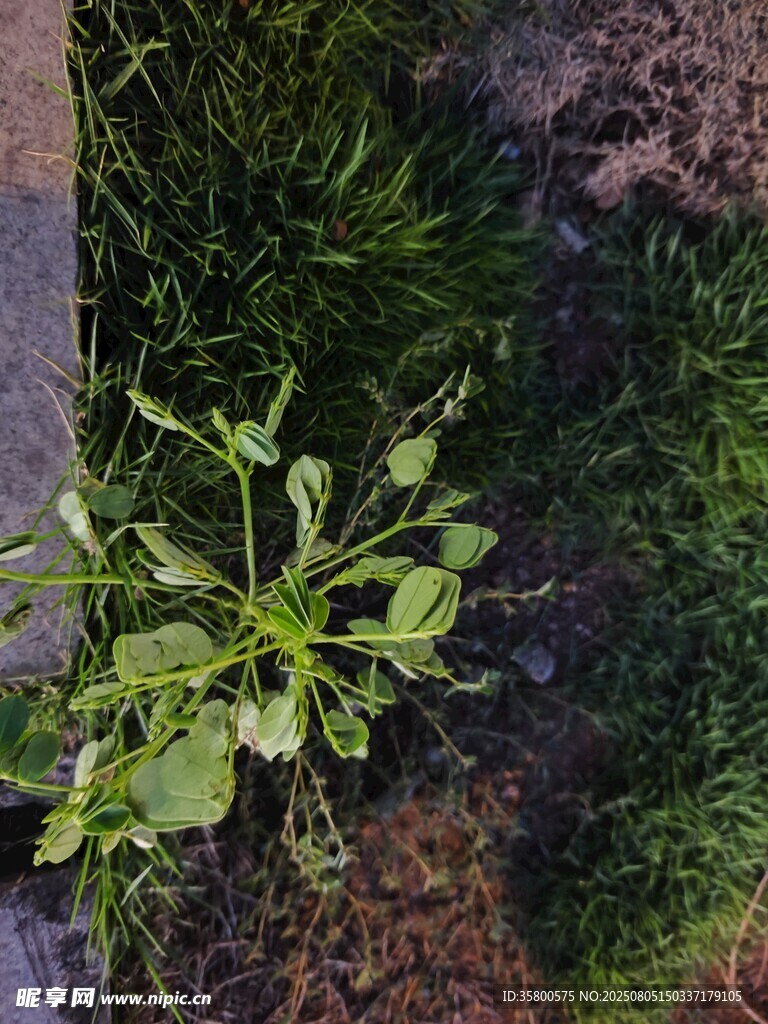 墙角生长的绿色植物