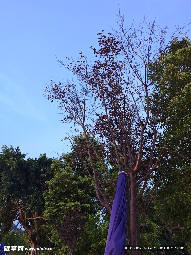 紫色包裹的树木景观