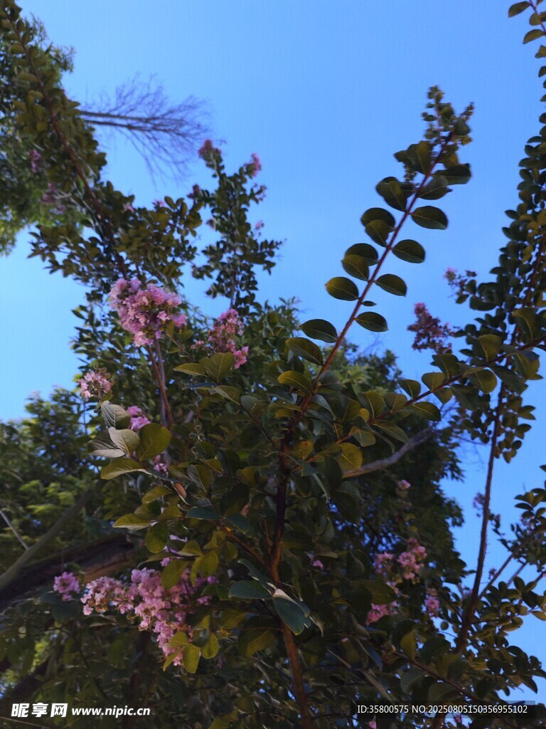 蓝天映衬下的繁花绿树