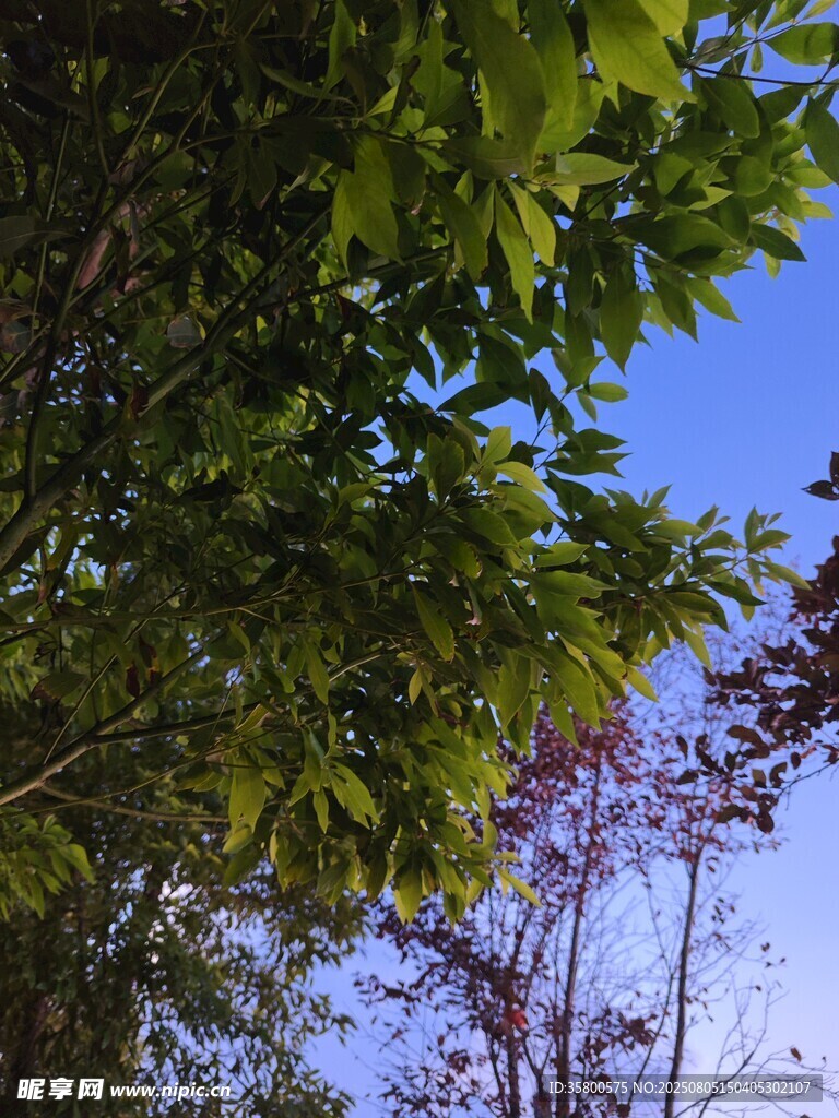 绿叶蓝天间的自然景致