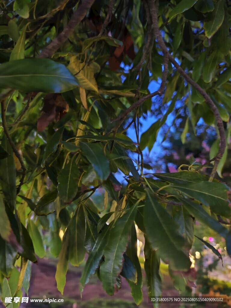 枝叶间的蓝天