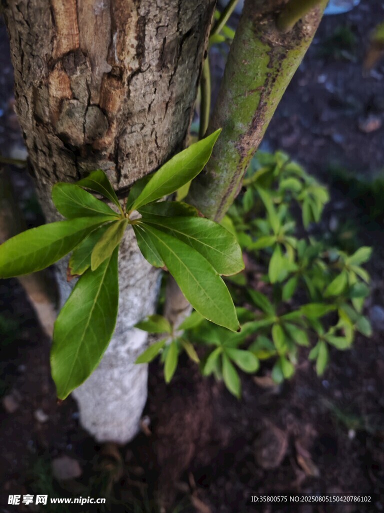 树干旁生长的嫩绿植物