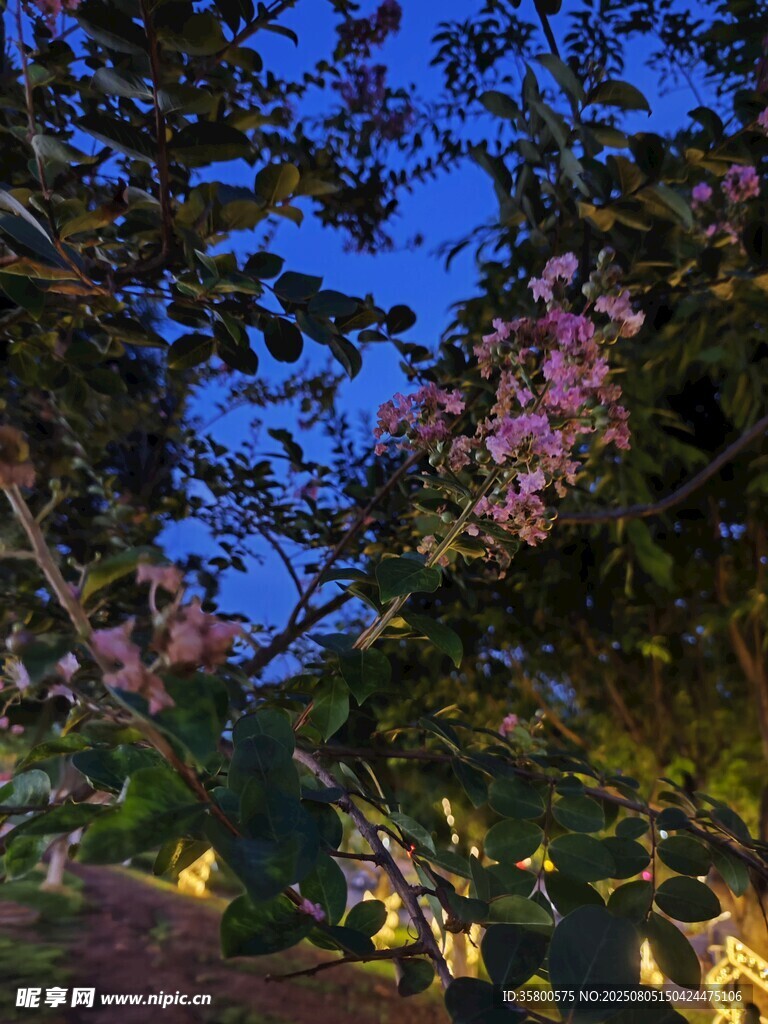 夜幕下繁花满树的景致