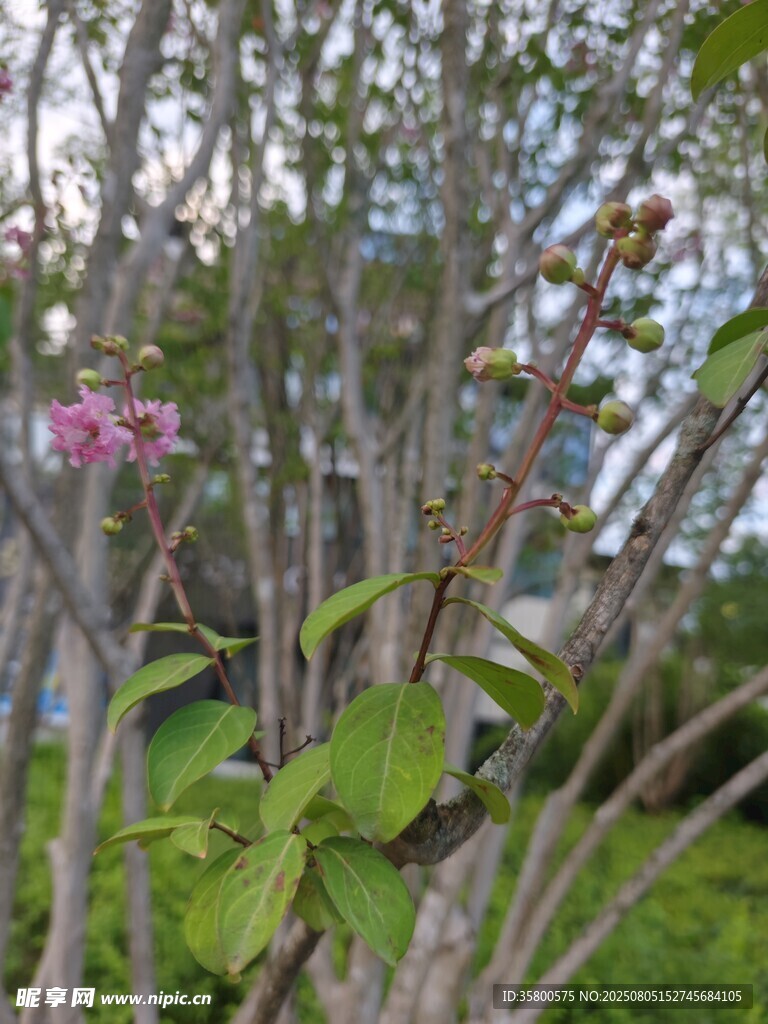 绿叶间绽放的娇艳小花