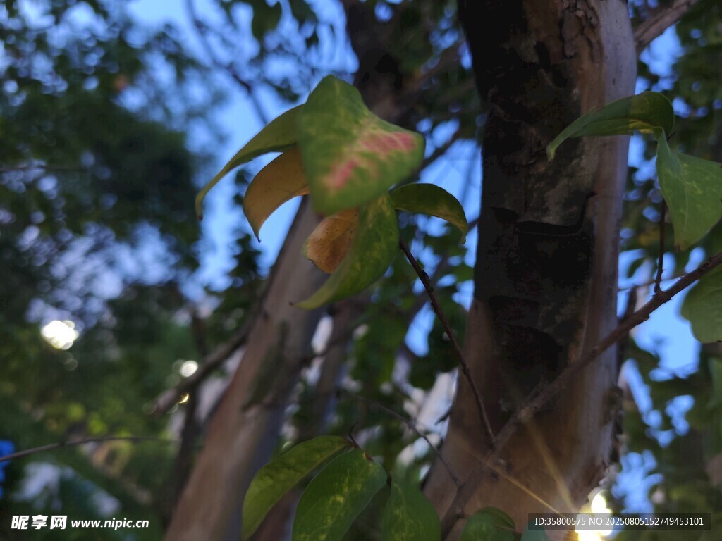 树枝上的绿叶