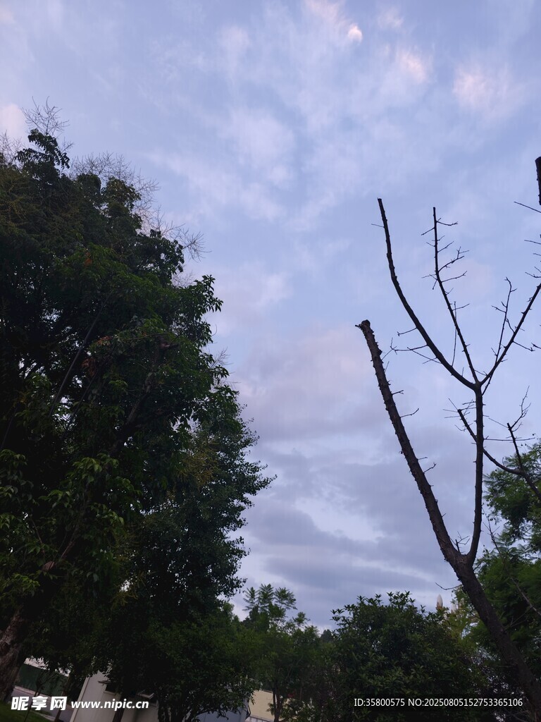 天空下的树木与枯枝干