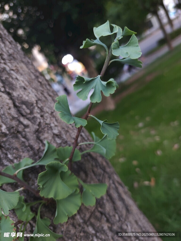 树干旁生长的嫩绿植物