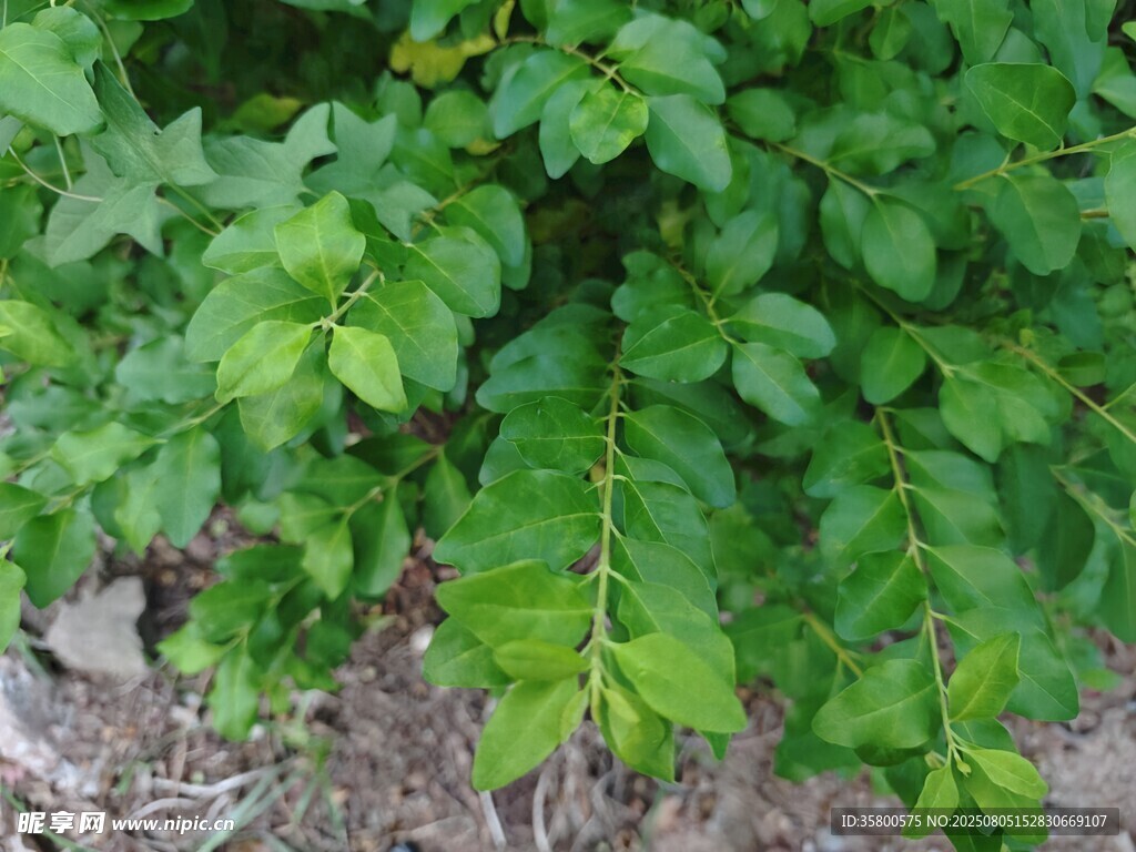 翠绿叶片的植物特写