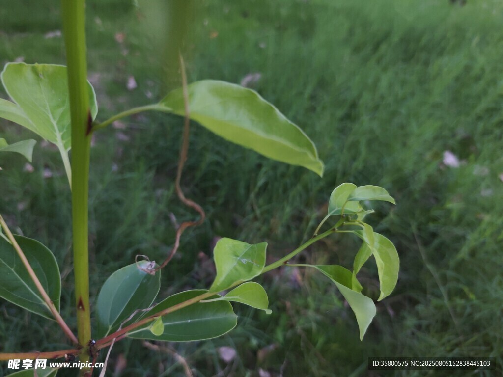 嫩绿枝叶特写