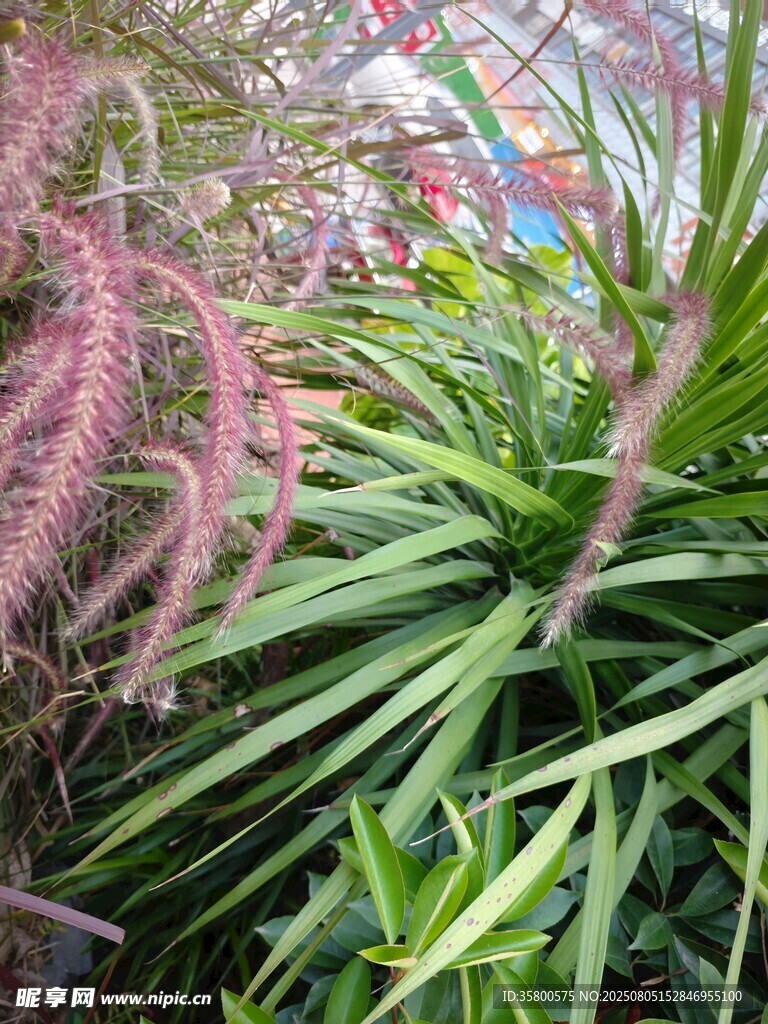 粉绿相间的独特植物景观