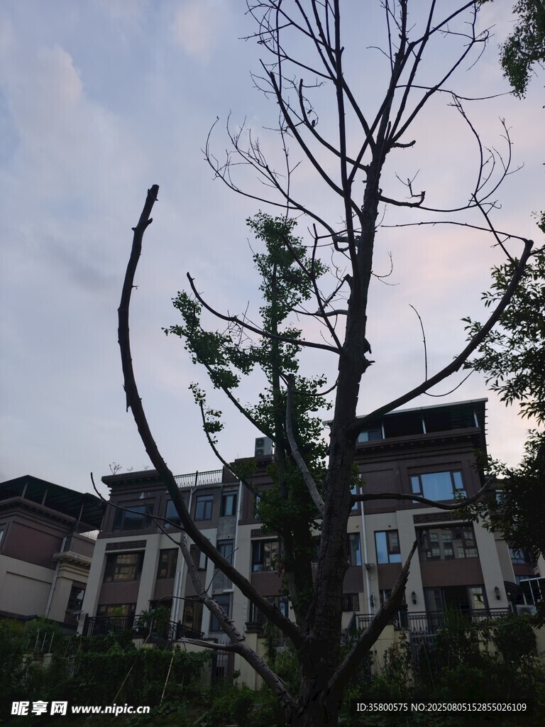 黄昏下的枯树与房屋