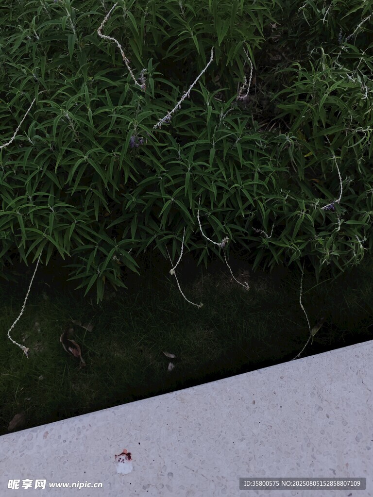 路边绿植与灰白路面