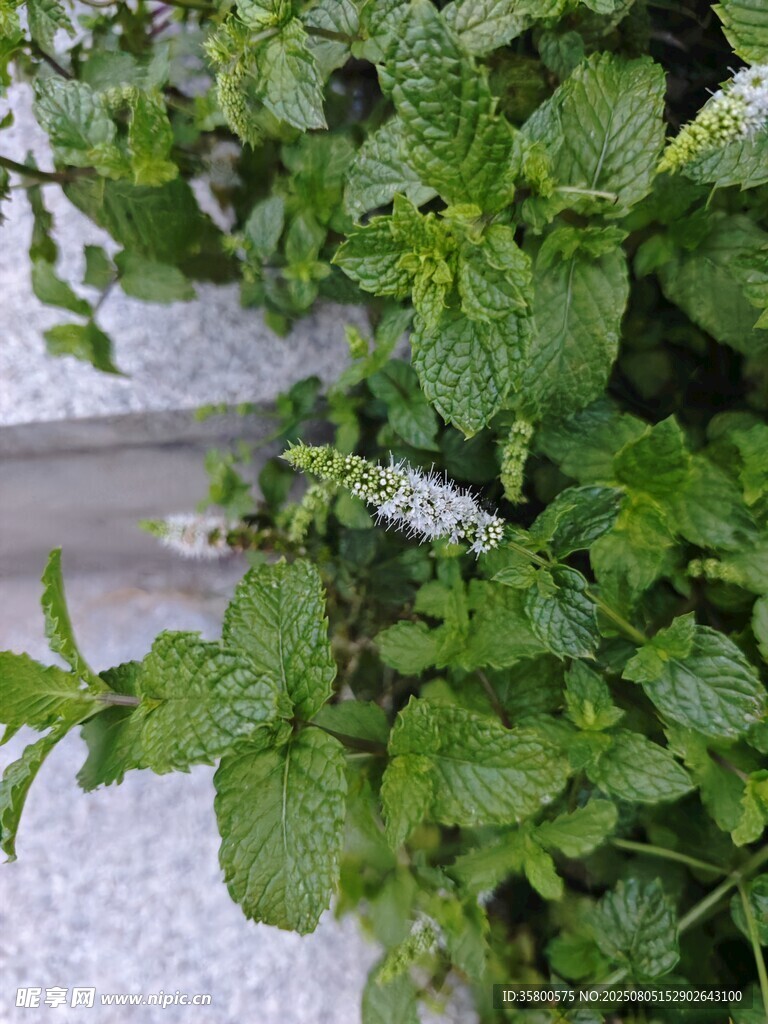 翠绿薄荷植物特写