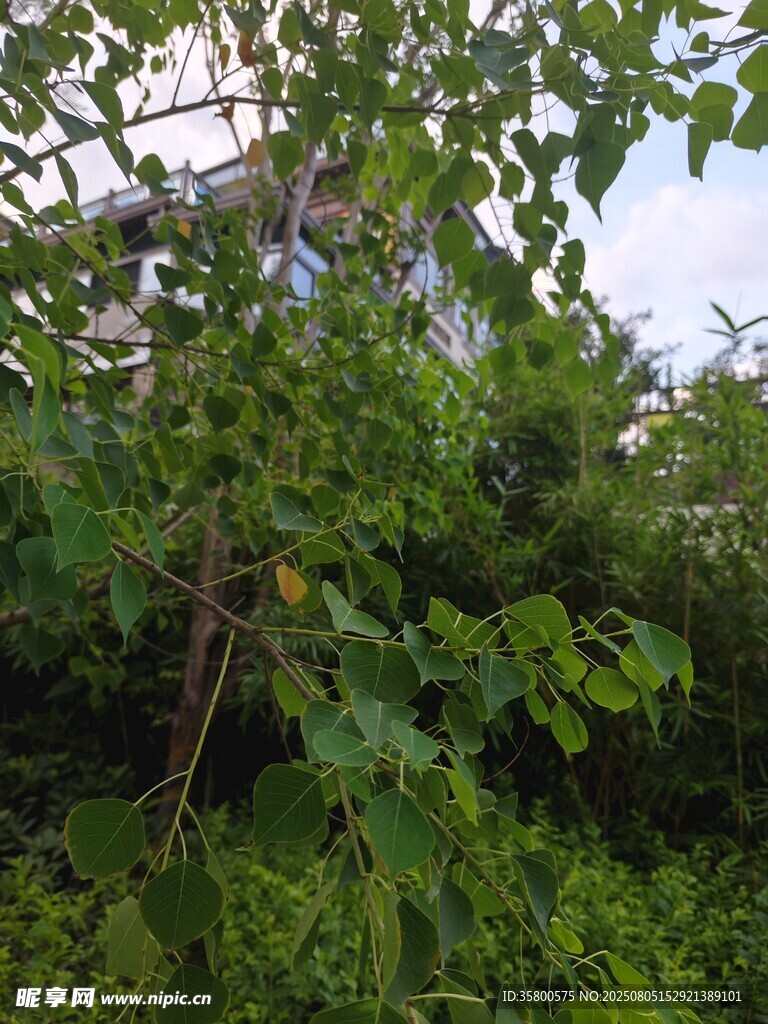 繁茂绿植中的隐秘景象